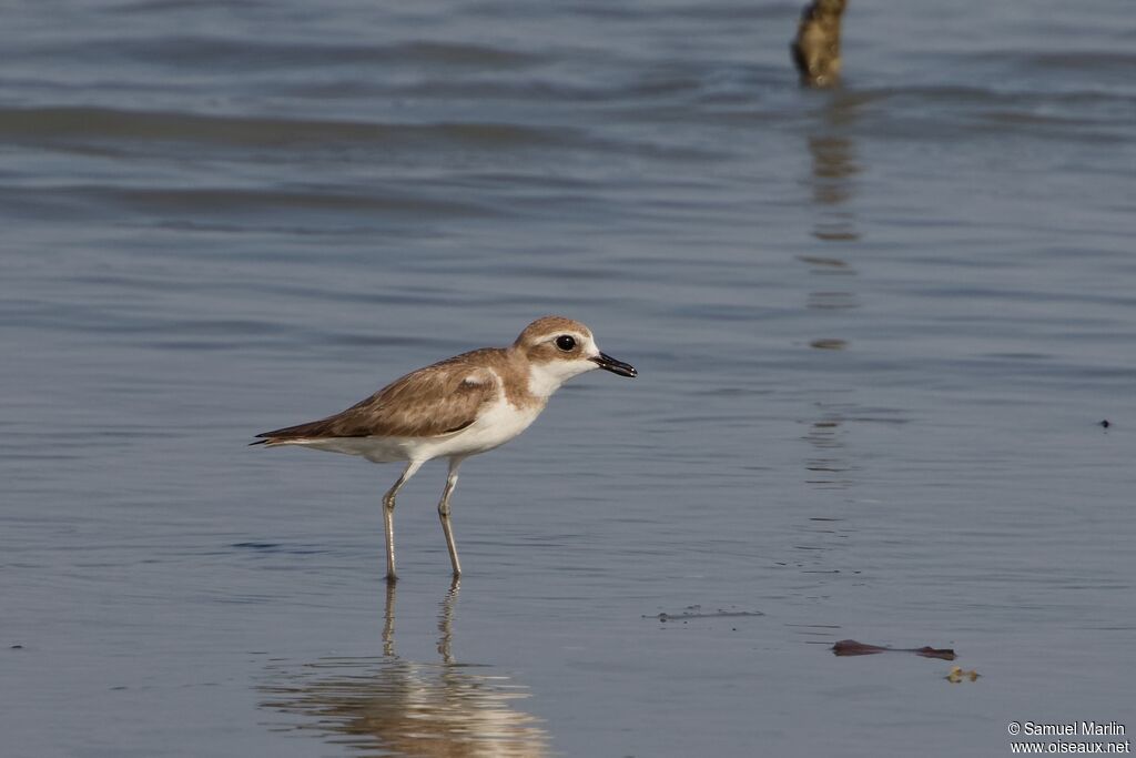 Greater Sand Ploveradult