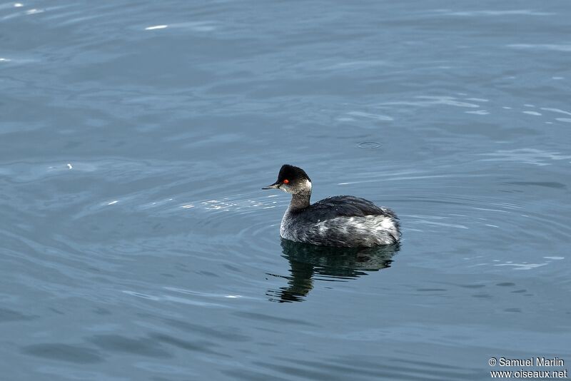 Black-necked Grebeadult