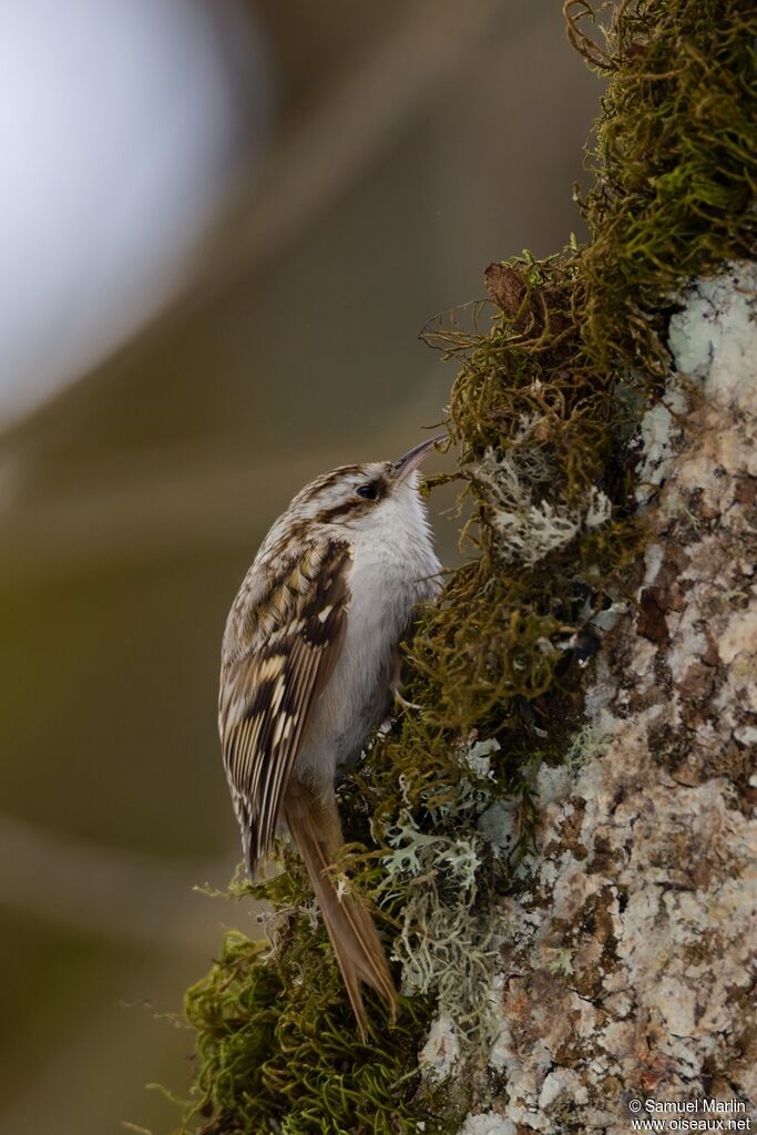 Eurasian Treecreeper