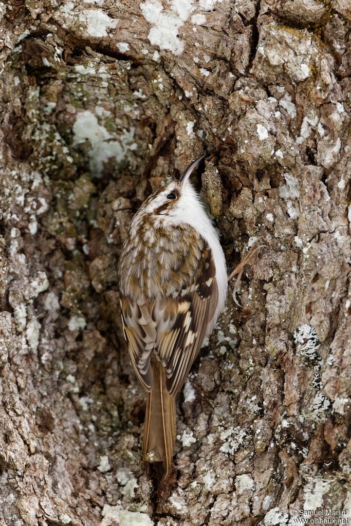 Eurasian Treecreeper