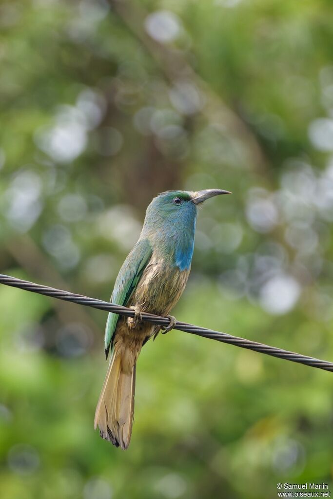 Blue-bearded Bee-eater male adult