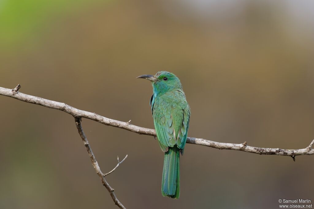 Blue-bearded Bee-eater