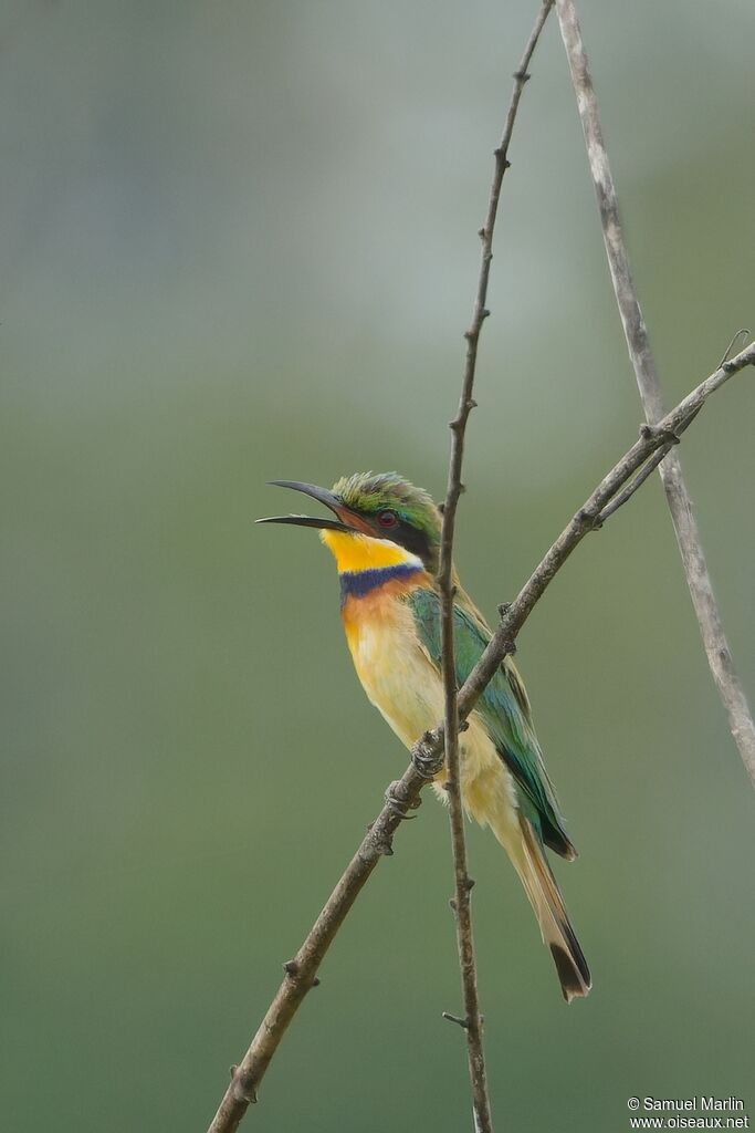 Blue-breasted Bee-eater