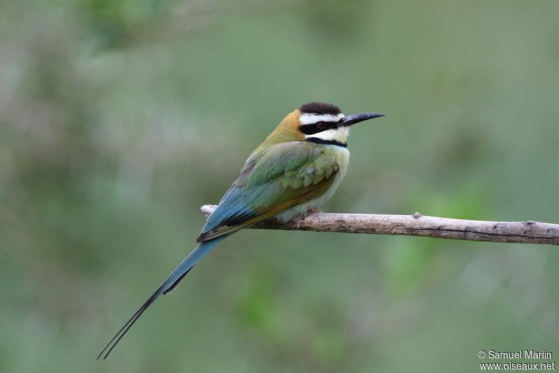 White-throated Bee-eateradult