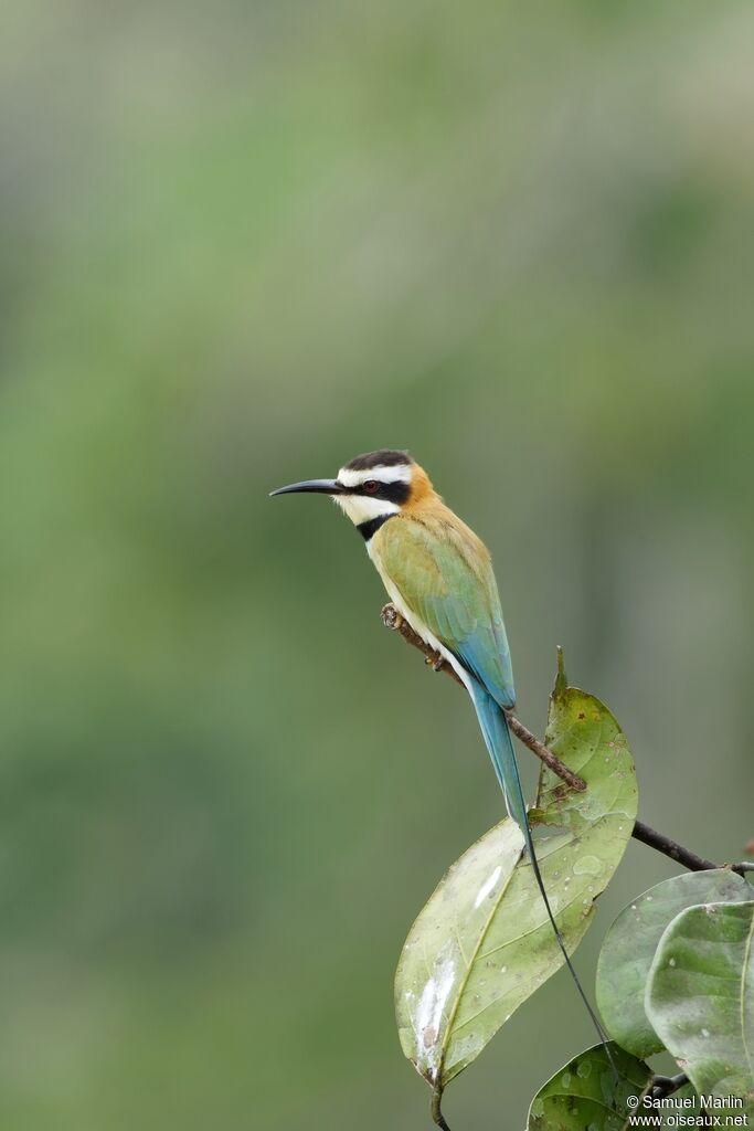 White-throated Bee-eater