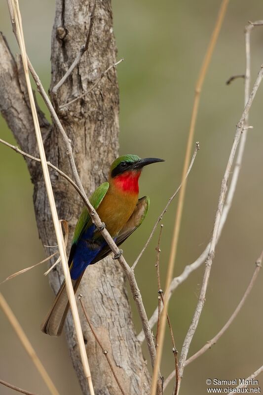 Red-throated Bee-eateradult