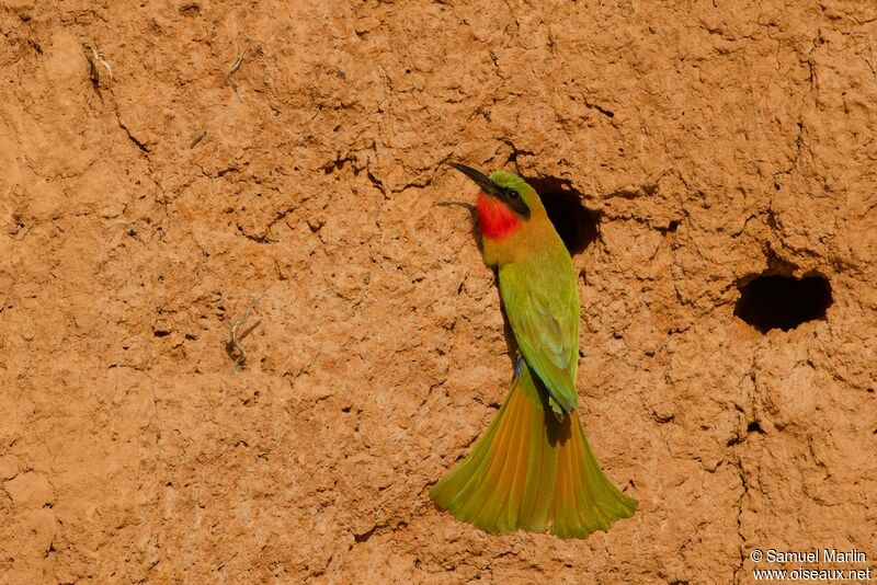 Red-throated Bee-eateradult, Reproduction-nesting