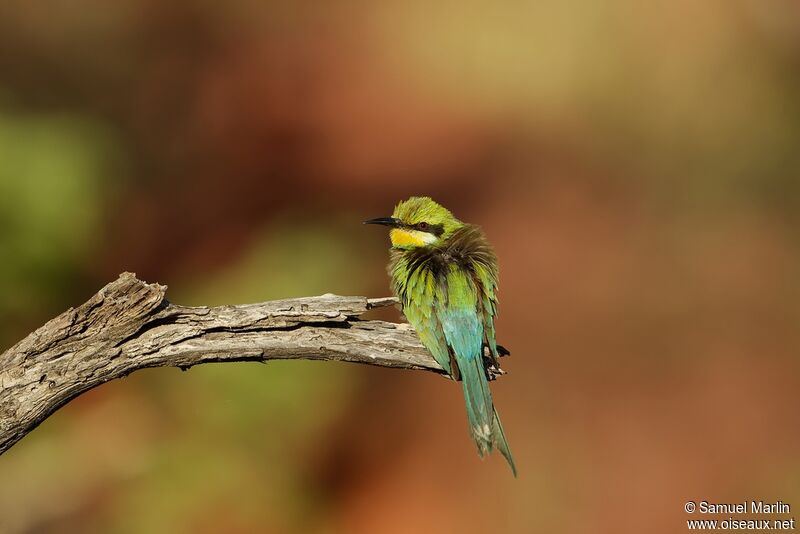 Swallow-tailed Bee-eateradult