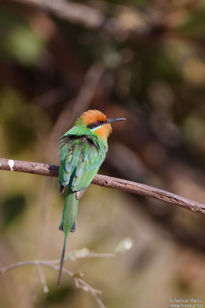 Guêpier de Böhmadulte