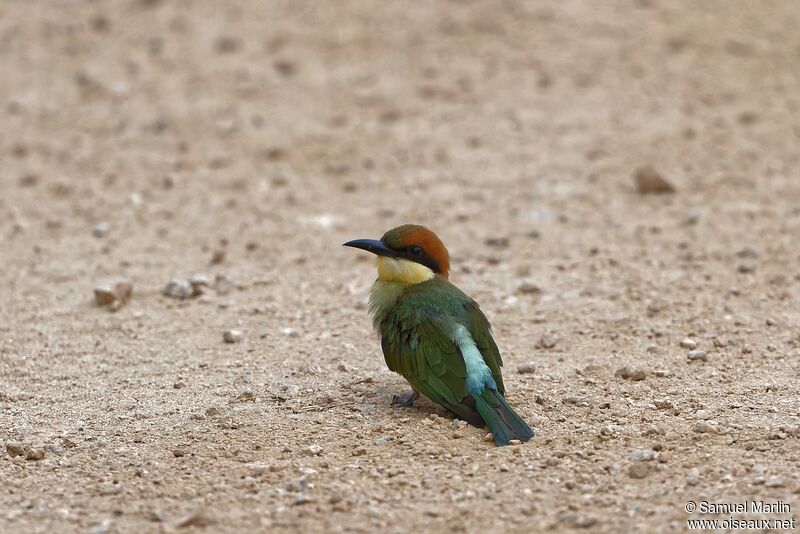 Chestnut-headed Bee-eateradult