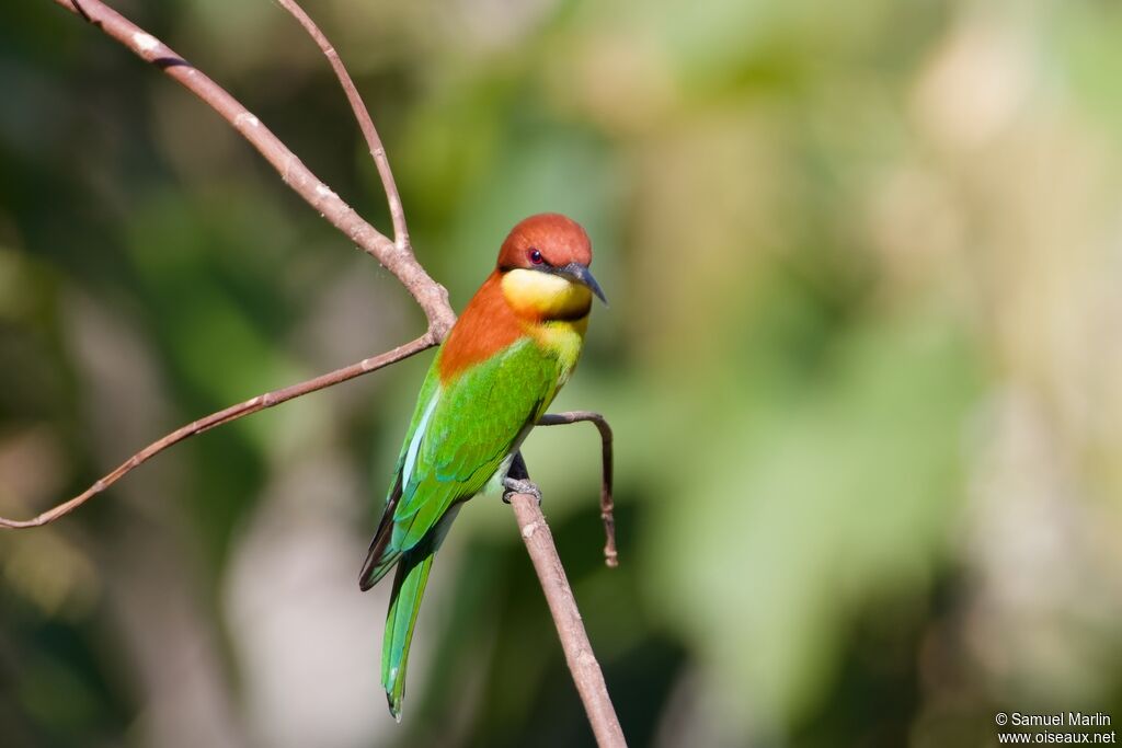 Chestnut-headed Bee-eateradult
