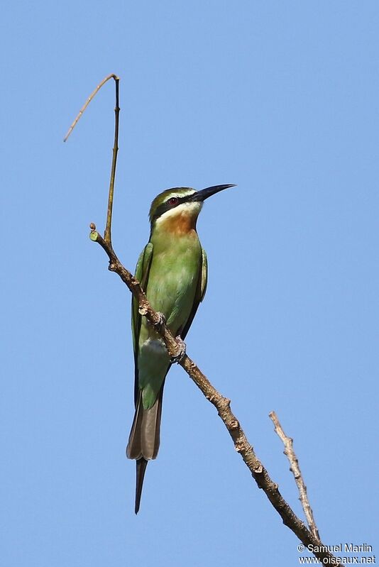 Guêpier de Madagascar