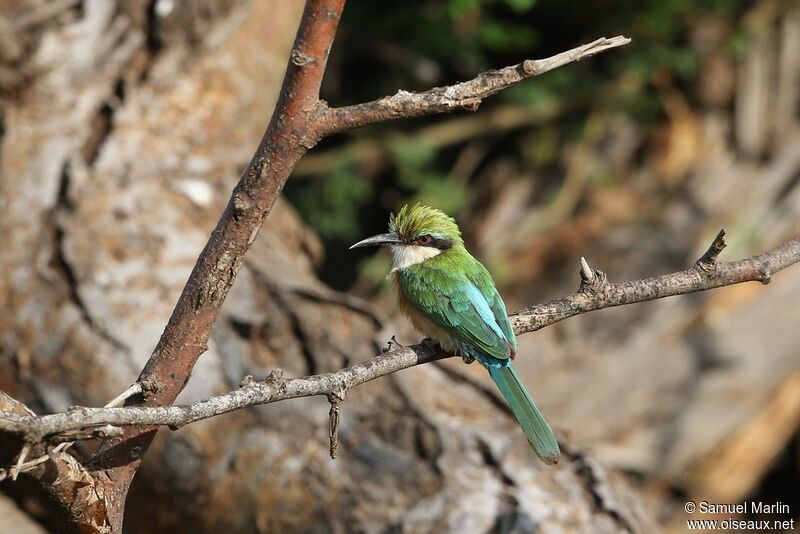 Somali Bee-eater