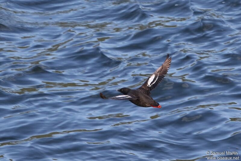 Guillemot colombinadulte, Vol