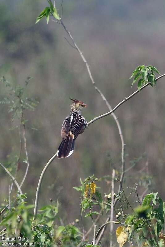 Guira cantaraadulte, habitat, chant