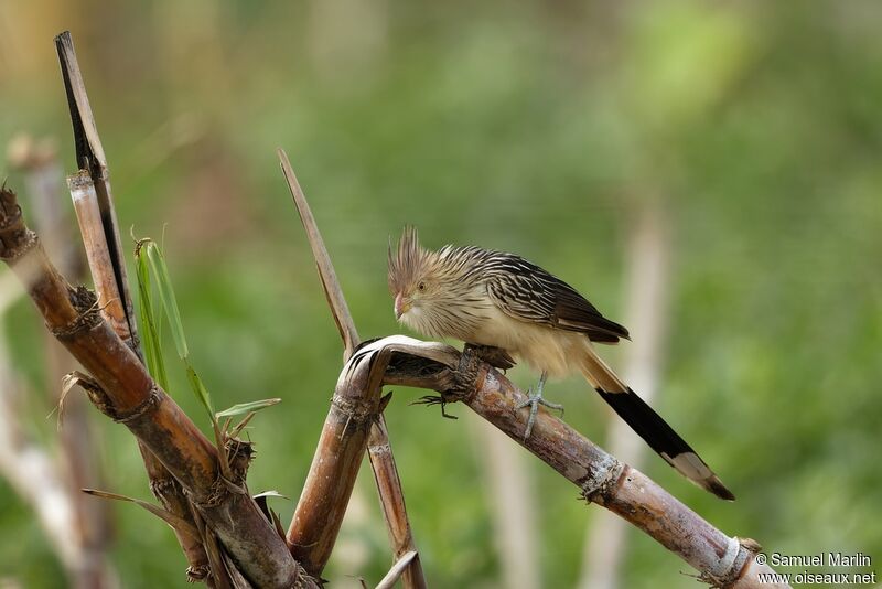 Guira cantaraadulte