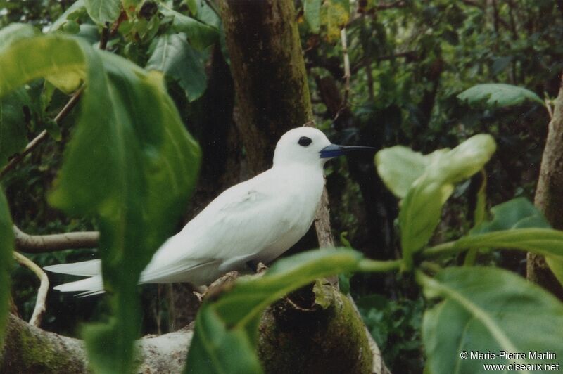 White Ternadult