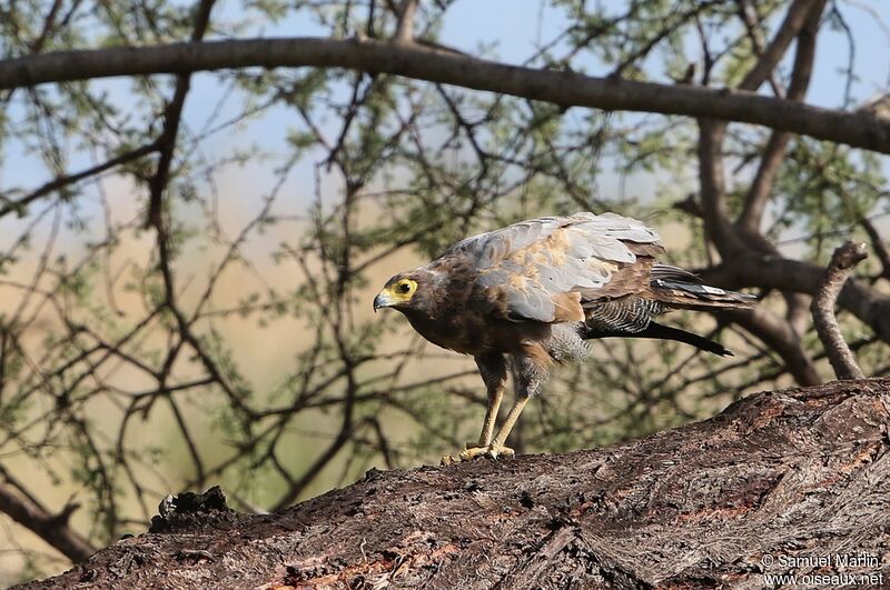 African Harrier-Hawkadult