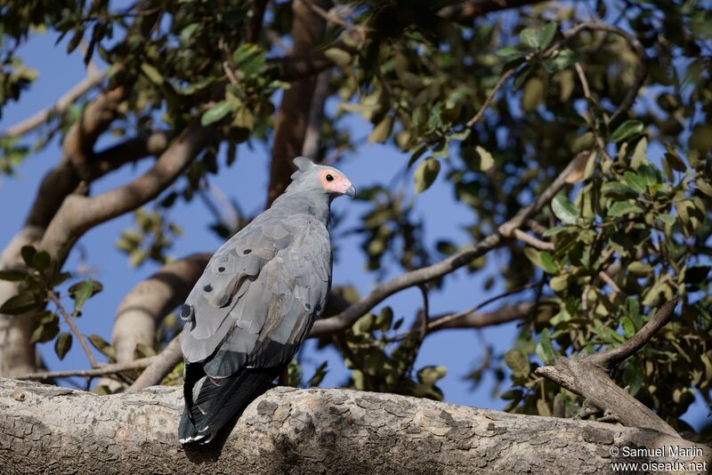 Gymnogène d'Afriqueadulte