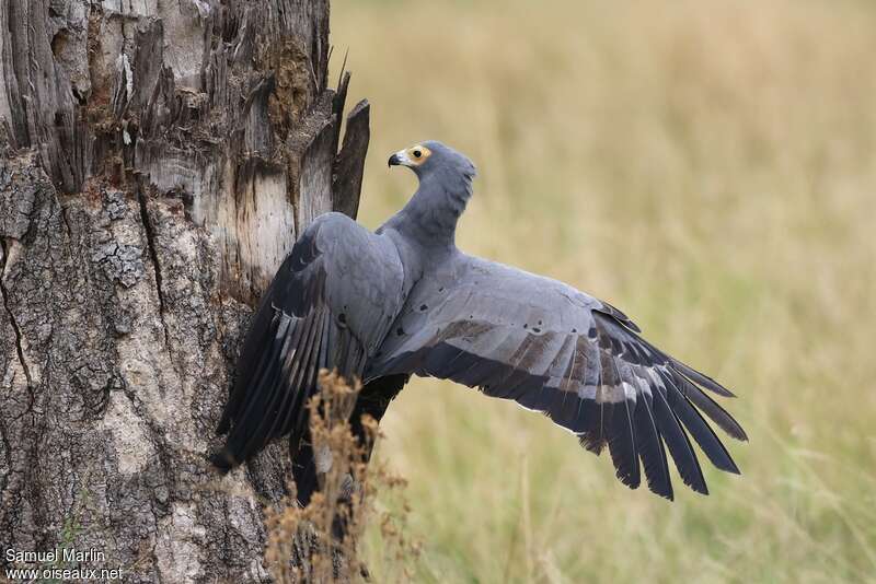 African Harrier-Hawkadult, fishing/hunting