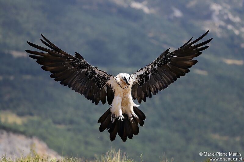 Bearded Vulture female adult