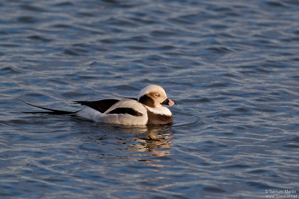 Harelde boréale - Harelde kakawi<br /> mâle adulte