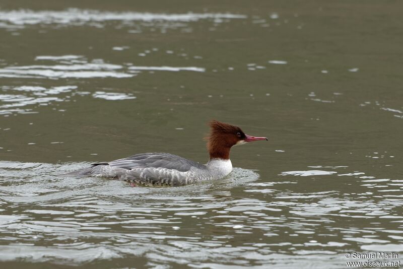 Common Merganser female adult