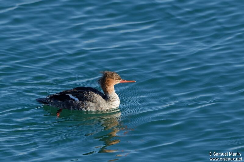 Red-breasted Merganser female adult