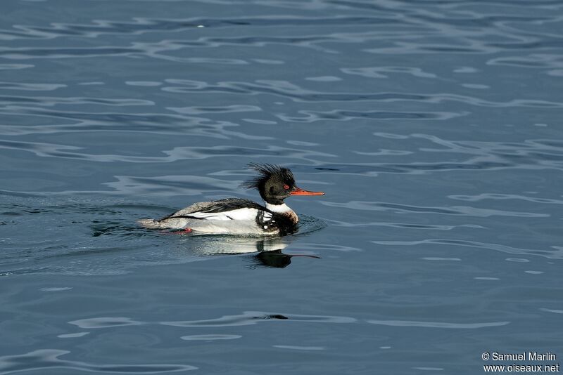 Red-breasted Merganser male adult