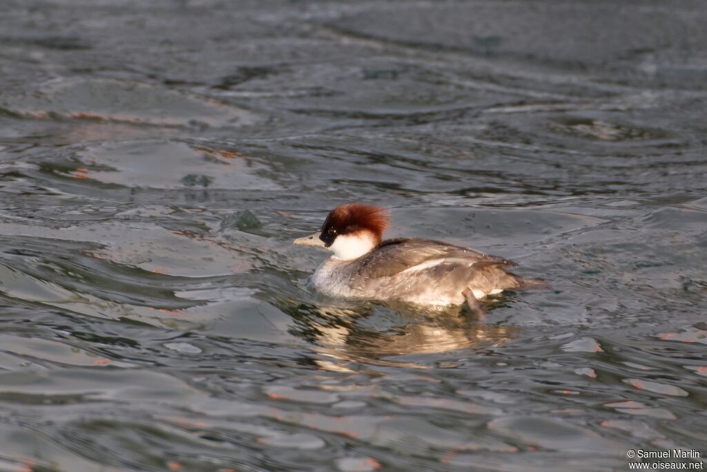 Harle piette femelle adulte