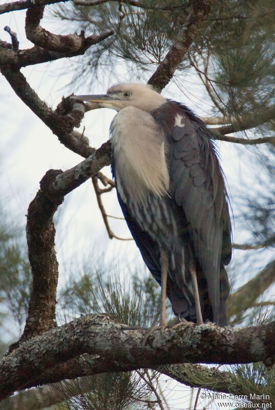 White-necked Heron