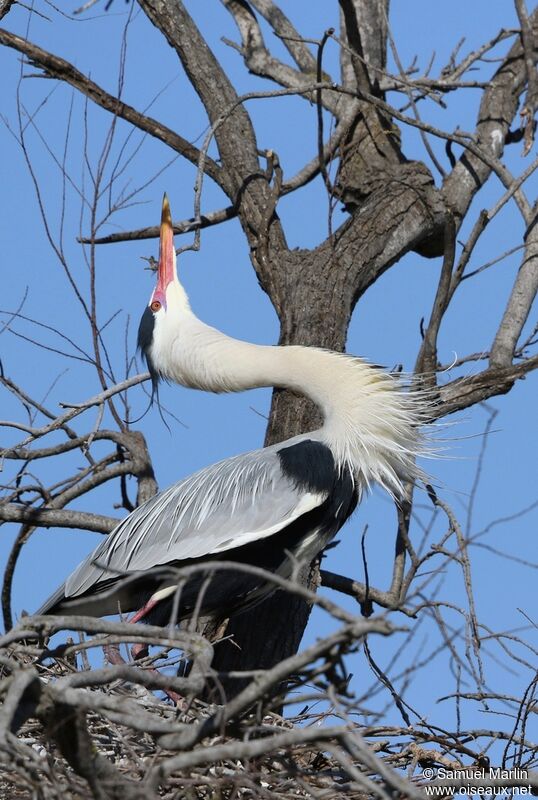 Grey Heron male adult breeding