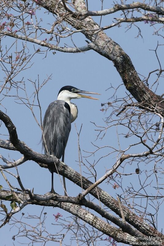 Cocoi Heron male adult