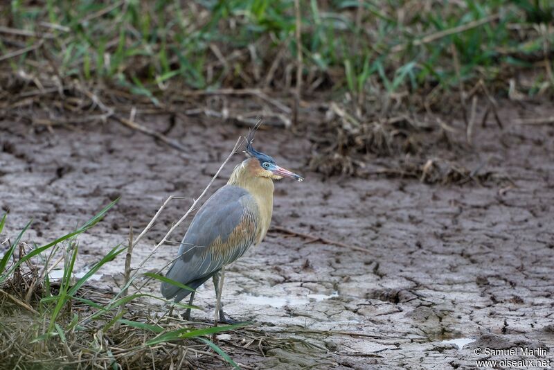 Whistling Heronadult