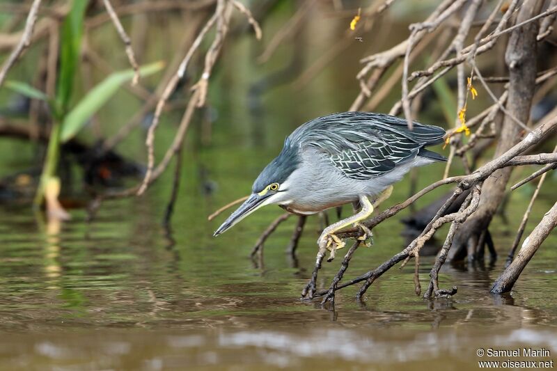 Striated Heronadult