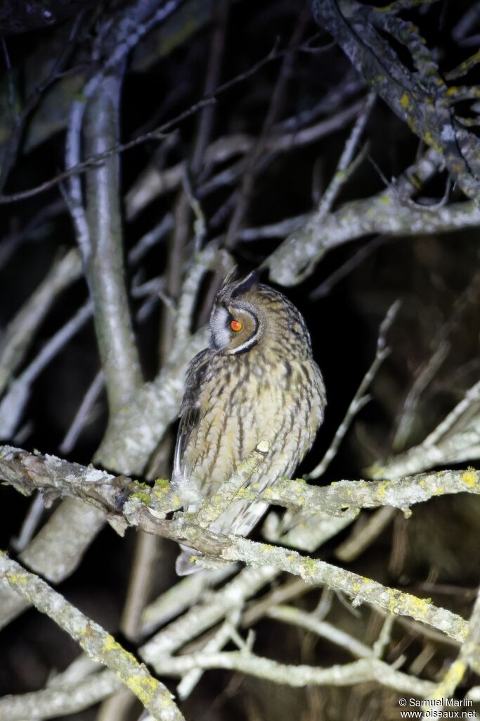 Hibou moyen-ducadulte