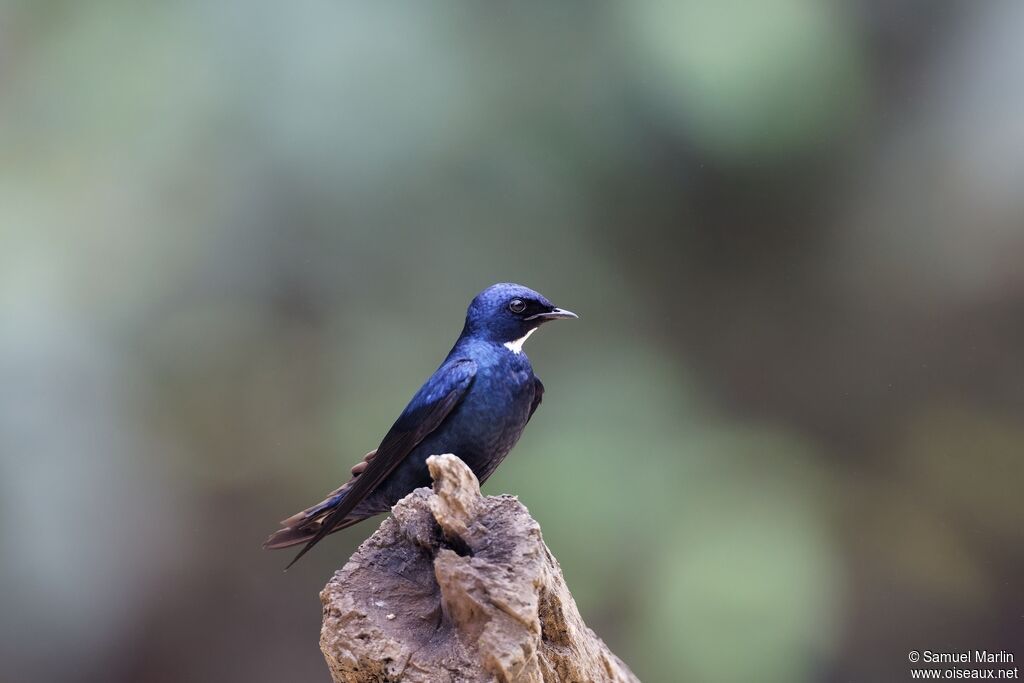 Hirondelle à bavetteadulte