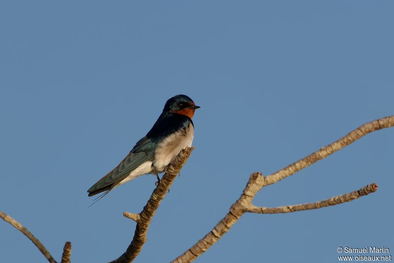 Hirondelle de Guinéeadulte