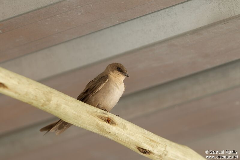 Hirondelle isabellineadulte