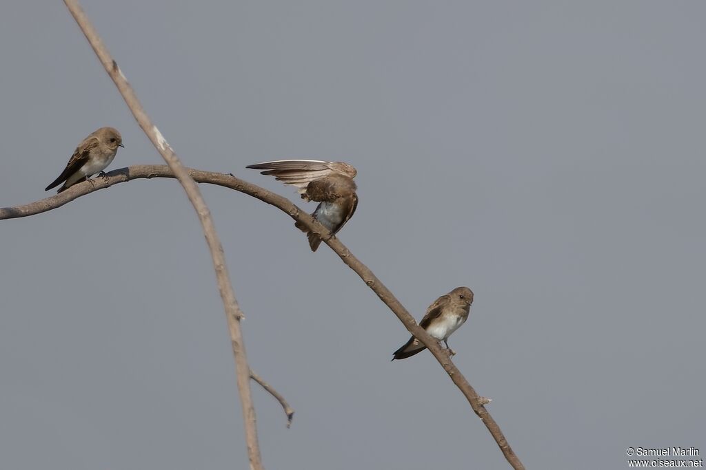 Hirondelle paludicoleadulte