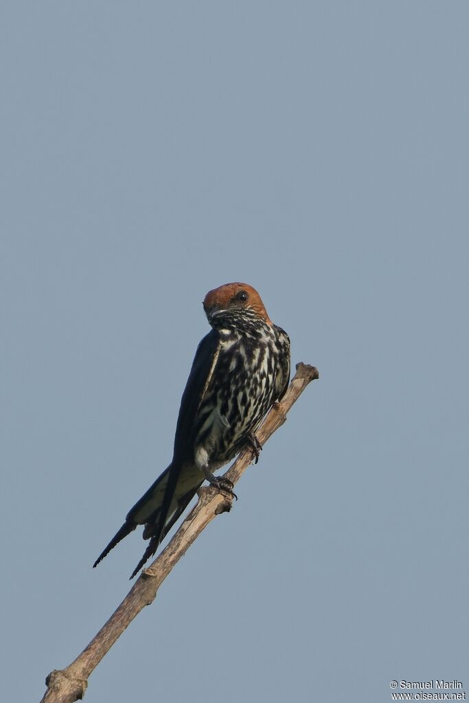 Lesser Striped Swallow