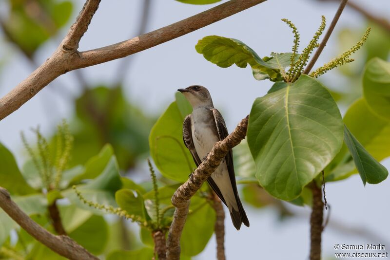 Hirondelle tapèreadulte