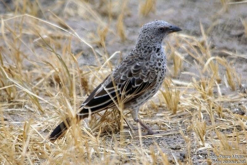 Rufous-tailed Weaver