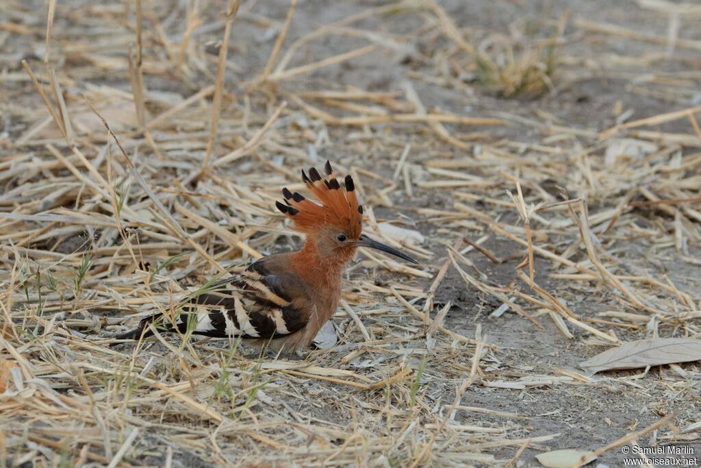 Huppe d'Afriqueadulte