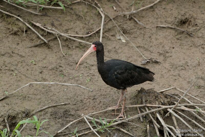 Ibis à face nueadulte