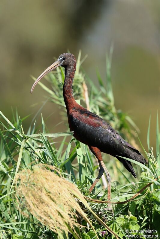 Ibis falcinelle mâle adulte