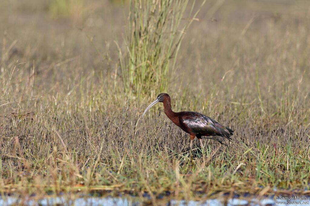 Ibis falcinelleadulte