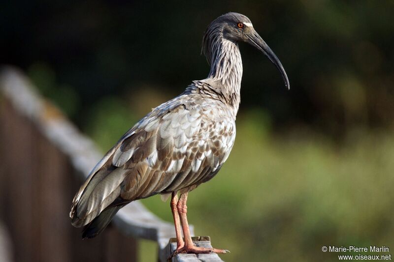 Ibis plombé