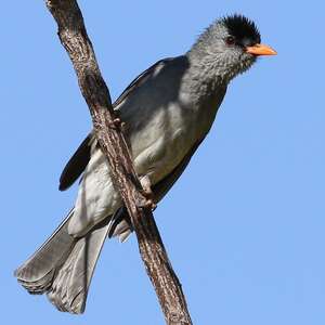 Bulbul de Madagascar