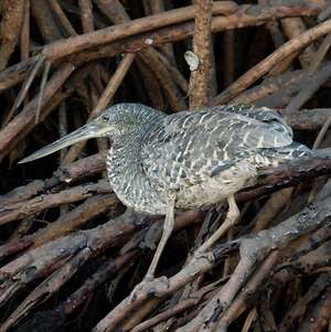 Onoré à huppe blanche
